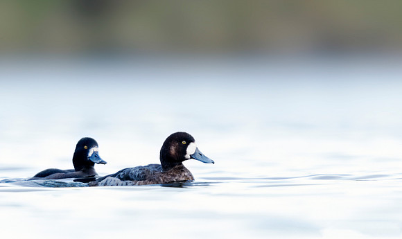 Female Greater Scaup (Aythya marila), RH bird, with female Tufted Duck.