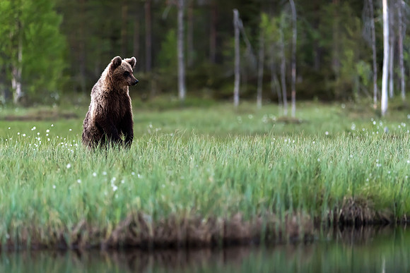DSC1460 - Brown Bear Cub